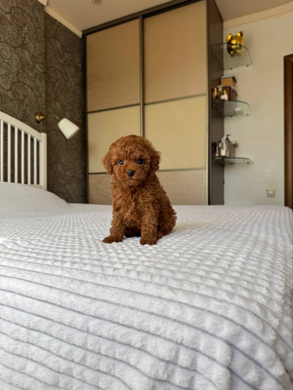 Teddy Toy Poodle puppy for sale in Texas at Tiny Paw